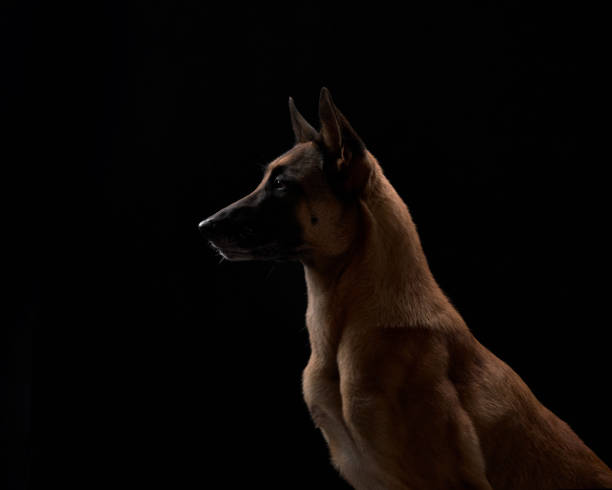 Profile of a trained security dog in low light, representing Albiz Security’s professional K9 detection and patrol services in London.